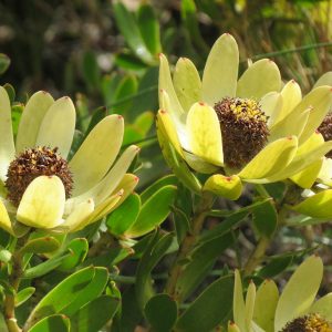 Leucadendron Discolor Cone Flower