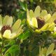 Leucadendron Discolor Cone Flower