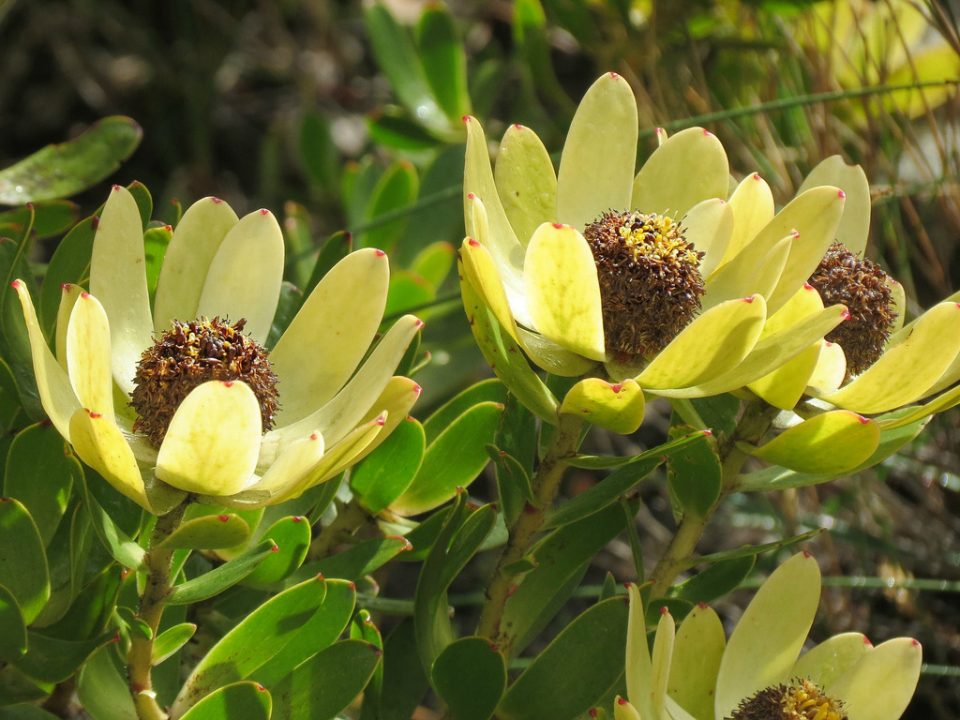 Leucadendron Discolor Cone Flower