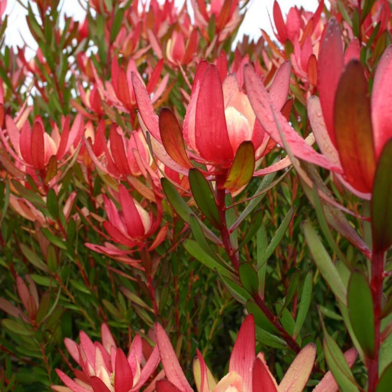 Leucadendron  Safari Sunset