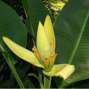Musa ”Siam Yellow Banana”