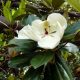 Magnolia Grandiflora
