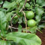 Macadamia Integrifolia – Aloha Tropicals