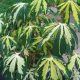 Manihot Esculenta Var. Tapioca Cassava