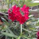 Nerium Oleander (Hardy Red)