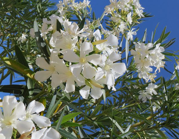 Nerium Oleander Sister Agnus – Aloha Tropicals