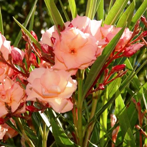 Nerium Oleander (Mrs. George Roeding)