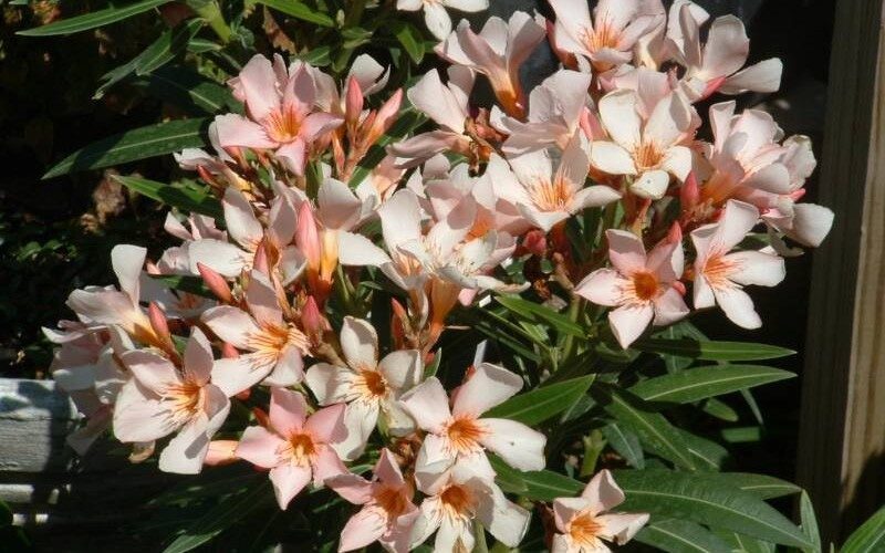 Nerium Oleander "Petite Salmon"