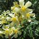 Nerium Oleander "Turners Shari D"