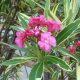 Nerium Oleander " Double Variegated Pink"