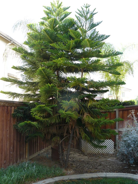 Norfolk Pine New Zealand Xmas Tree