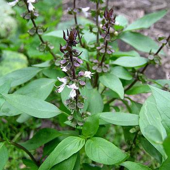 Holy Basil Tulsi