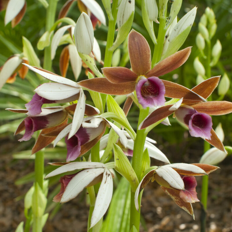 Phaius Tankerville Nuns Cap Orchid