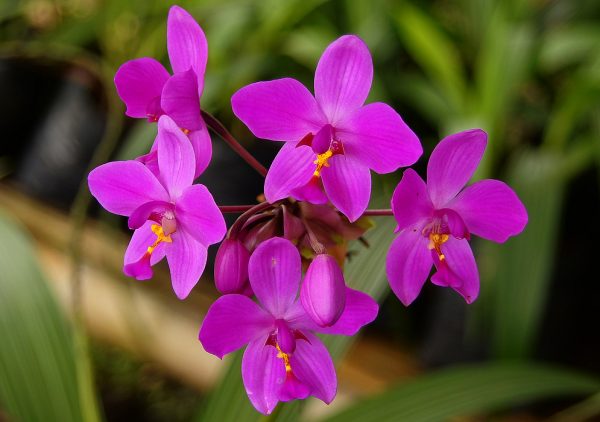 Spatholottis Plicata (Philippine Ground Orchid)