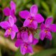 Spatholottis Plicata (Philippine Ground Orchid)
