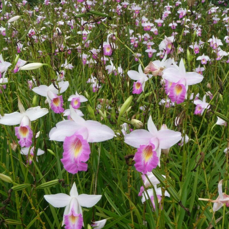 Arudina Graminifolia (Bamboo Orchid)