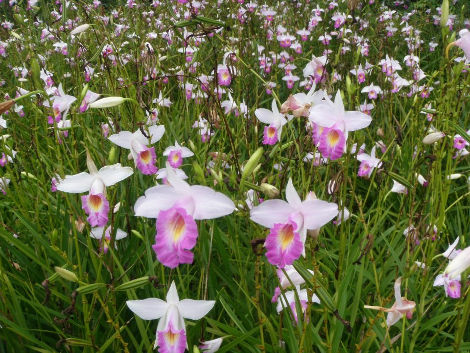 Arudina Graminifolia (Bamboo Orchid)