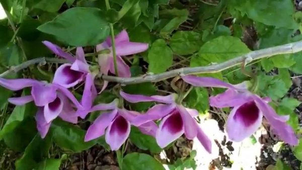 Dendrobium Anosmum "Hono Hono Orchid"