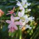 Epidendrum White- Pink