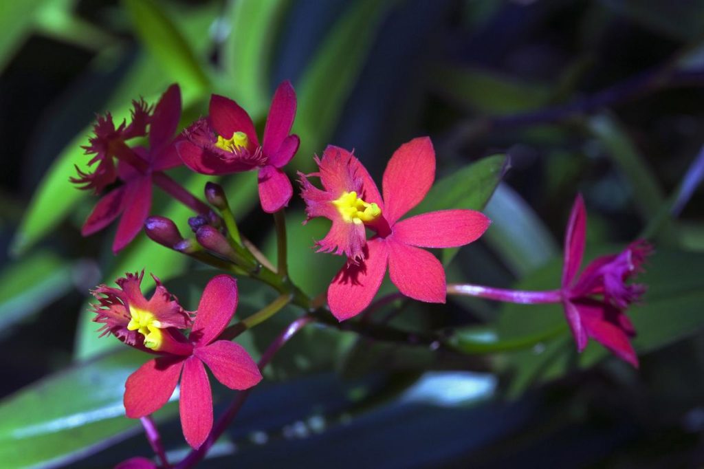 Epidendrum Maroon