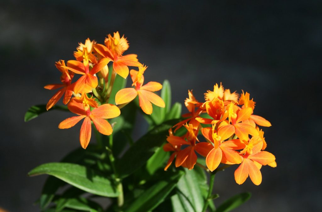 Epidendrum Orange