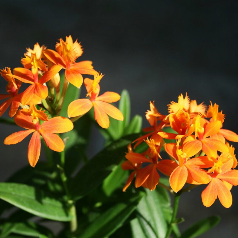 Epidendrum Orange