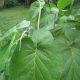 PiperAuritum Mexican Peppe Leaf