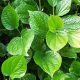 Piper Betle Leaf (Pan)