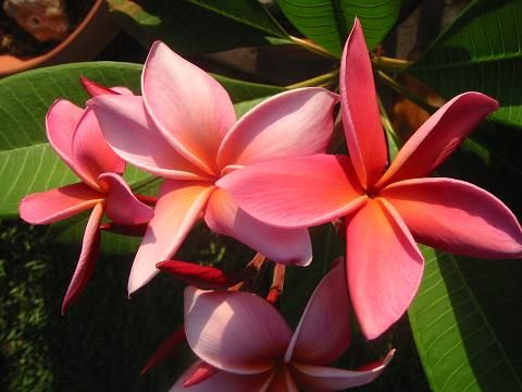 Dean Conklin – Aloha Tropicals