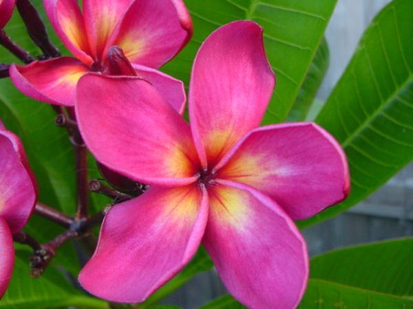 Duke Red – Aloha Tropicals