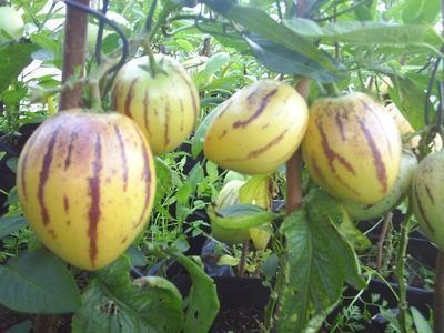 Solanum Muricatum Pepino Dulce