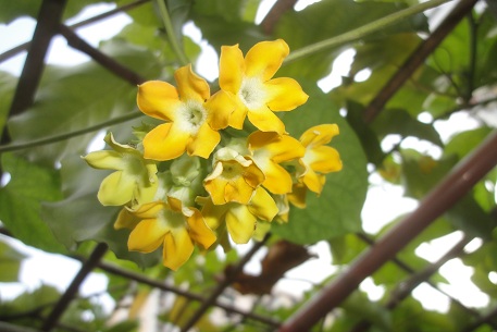 Telosum Cordata "Pakalana Vine"