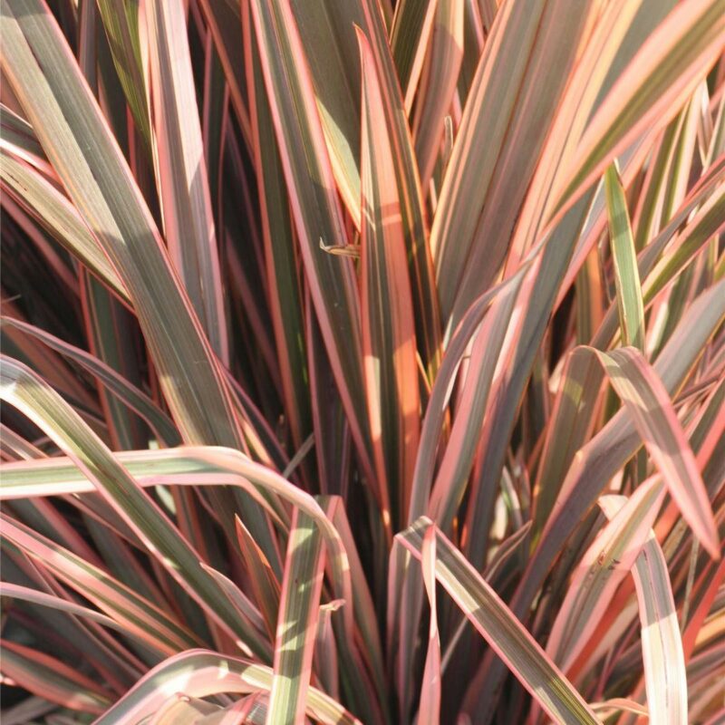 Phormium sp. Rainbow Queen