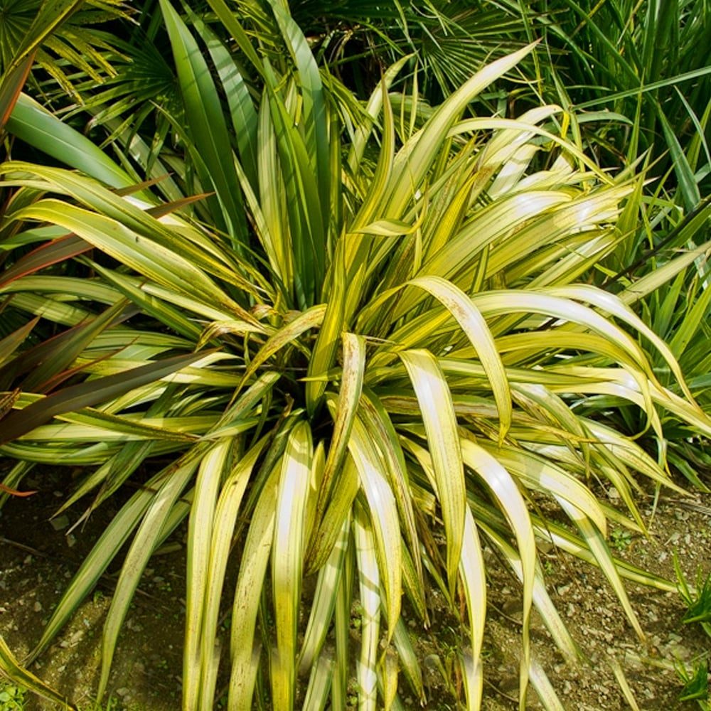 Phormium sp. Yellow Wave