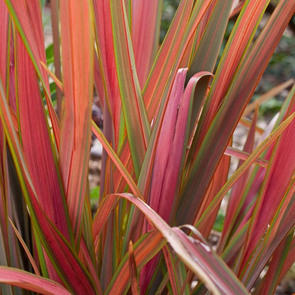 Phormium sp. Jester