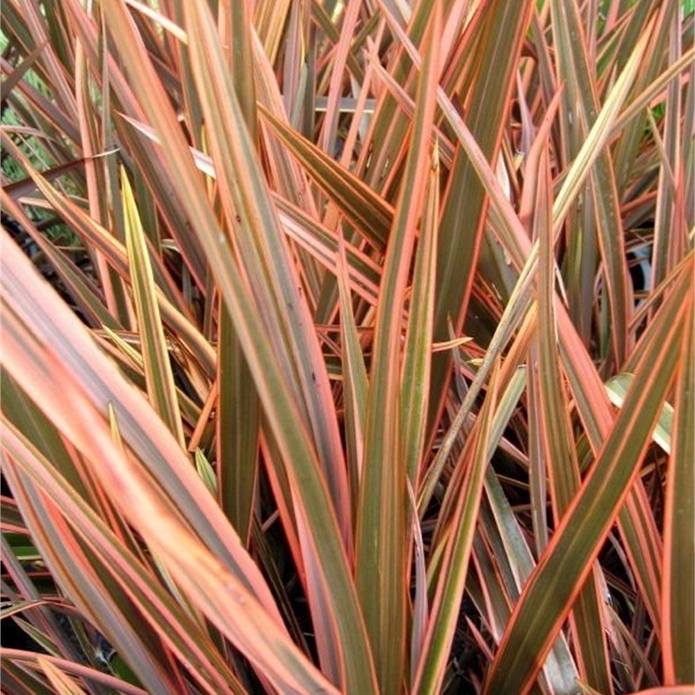 Phormium sp.  Sundowner