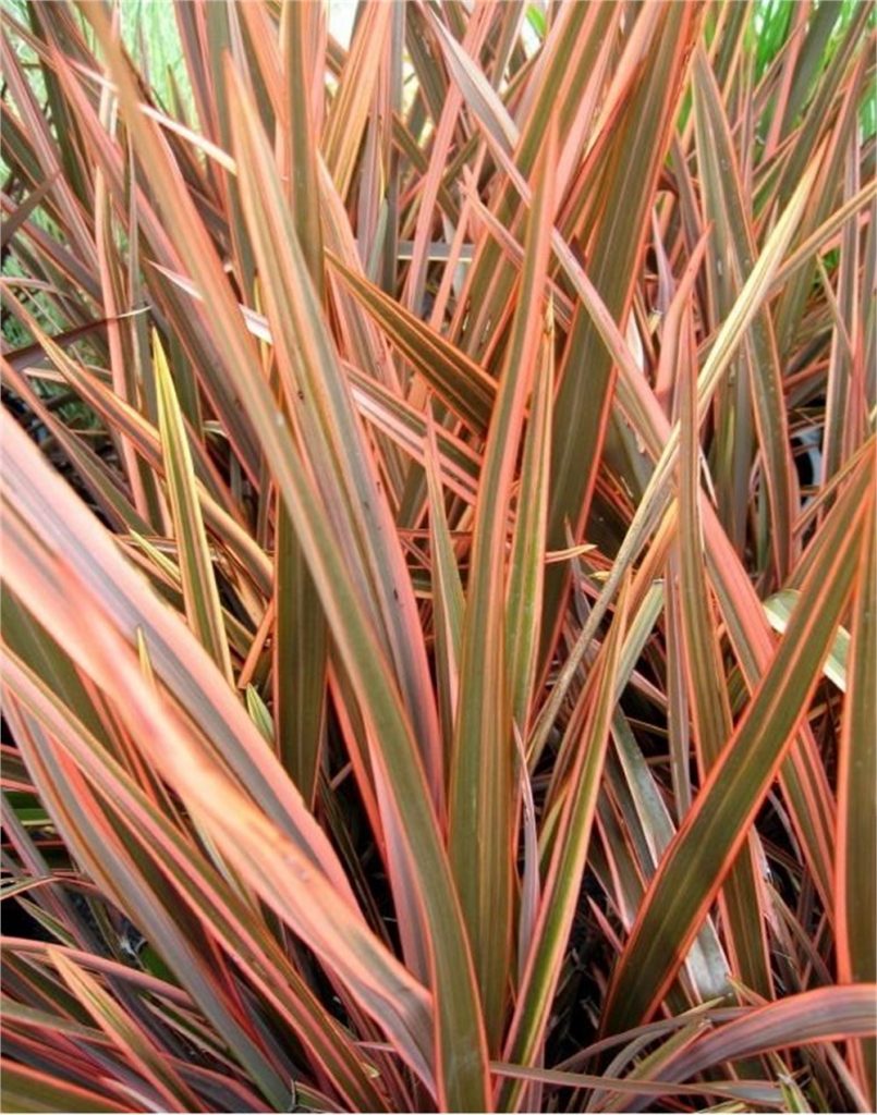 Phormium sp.  Sundowner