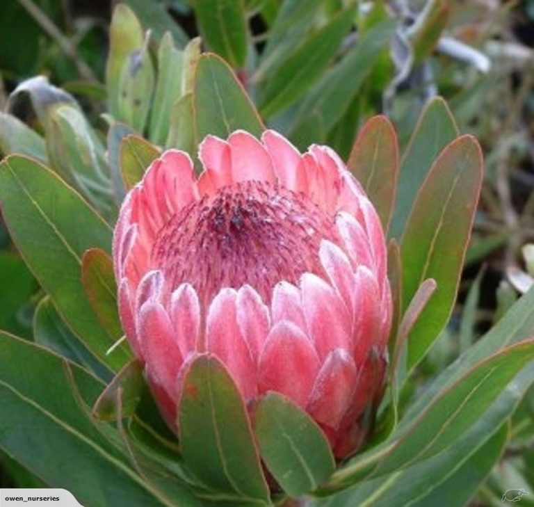 Protea Pink Ice Aloha Tropicals