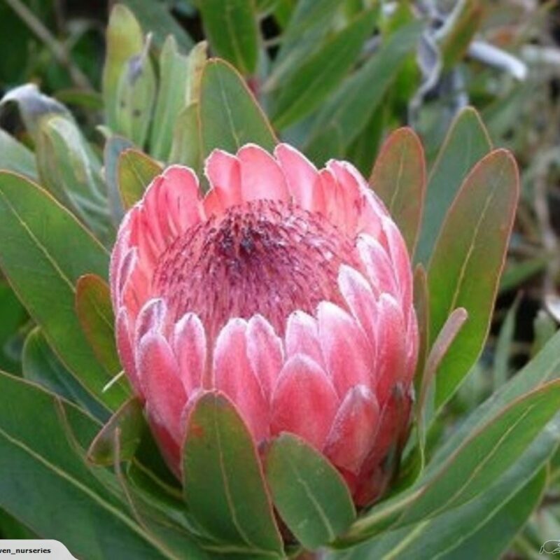 Protea Pink Ice