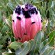 Protea Neriifolia Pink Mink