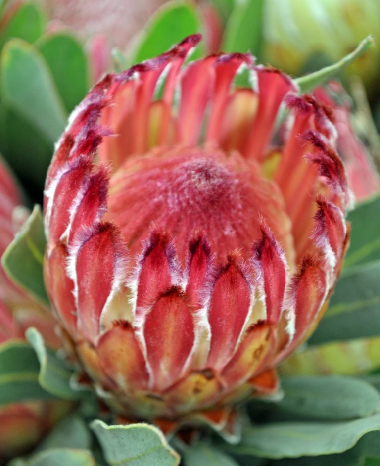 Protea Exima Rose Spoon Aloha Tropicals