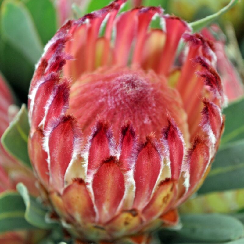 Protea Exima Rose Spoon