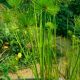 Cyperus Papyrus Egyptian Water Plant 