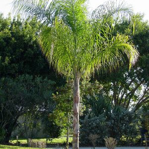 Cocos Arecastrum Romanzoffianum Queen Palm