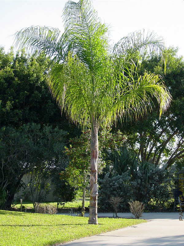 Cocos Arecastrum Romanzoffianum Queen Palm