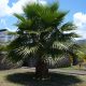 Washingtonia Robusta California Fan Palm