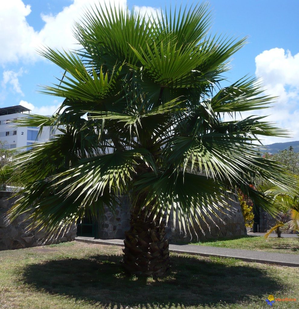 Washingtonia Robusta California Fan Palm