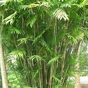 Chamadorea Siefrizii Bamboo Palm