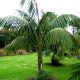 Howea Forsteriana Kentia Palm