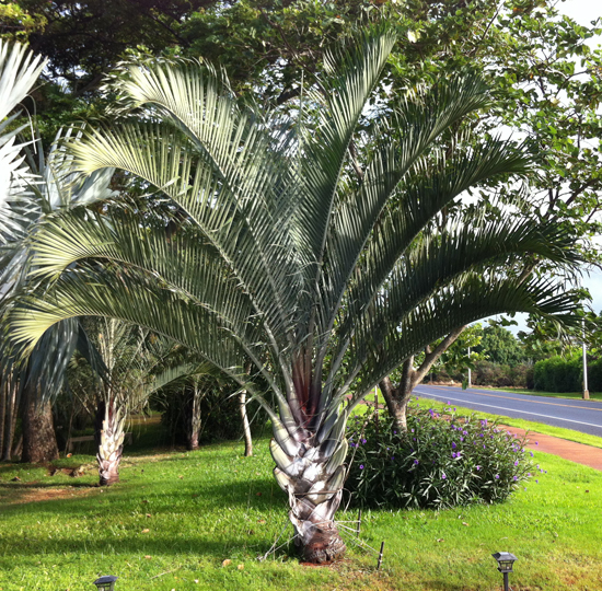 Neodypsis Decaryi Triangle Palm